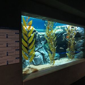 Bizarre + Beautiful - Moray Eels Exhibit
