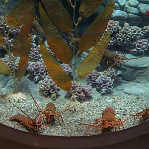 Bizarre + Beautiful - Spiny Lobster Exhibit