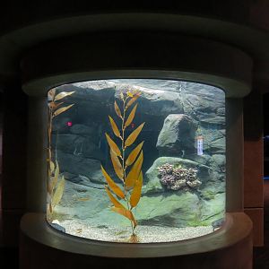 Bizarre + Beautiful - Wolf Eel Exhibit