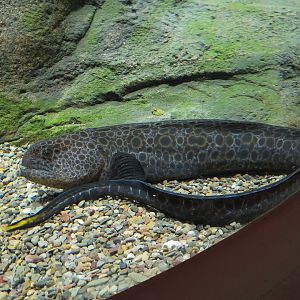 Bizarre + Beautiful - Wolf Eel Exhibit