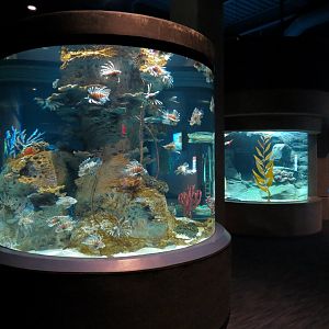 Bizarre + Beautiful - Lionfish Exhibit