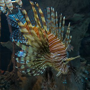 Bizarre + Beautiful - Lionfish Exhibit