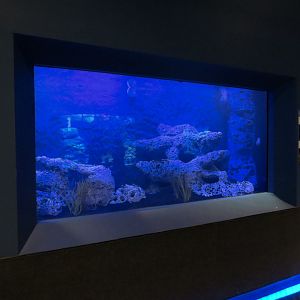 Bizarre + Beautiful - Chambered Nautilus Exhibit