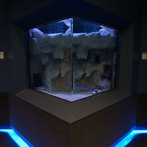 Bizarre + Beautiful - Dungeness Crab Exhibit