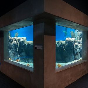 Bizarre + Beautiful - California King Crab Exhibit