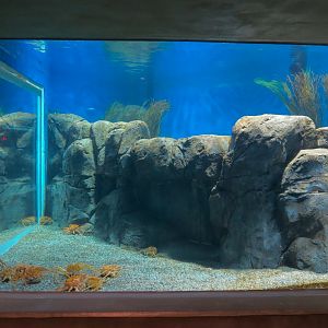 Bizarre + Beautiful - California King Crab Exhibit