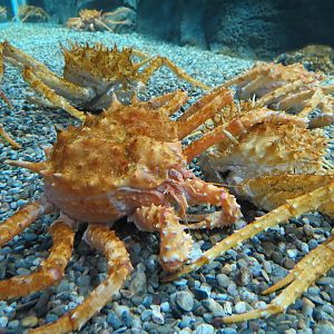 Bizarre + Beautiful - California King Crab Exhibit