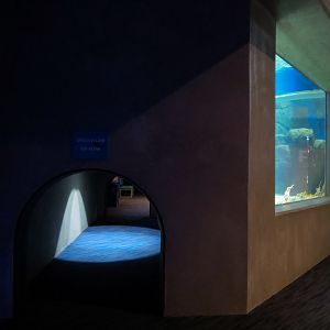 Bizarre + Beautiful - California King Crab Exhibit - Crawl Tunnel