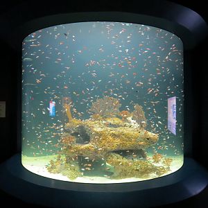 Reef Jewels - Clownfish Exhibit