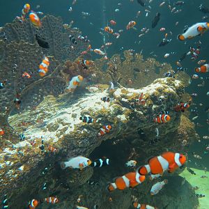 Reef Jewels - Clownfish Exhibit