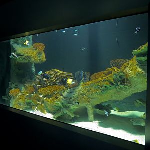 Reef Jewels - Red Sea Exhibit