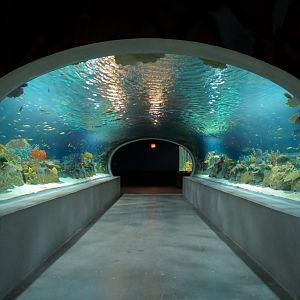 Reef Jewels - Great Barrier Reef Tunnel Exhibit