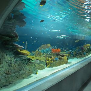 Reef Jewels - Great Barrier Reef Tunnel Exhibit