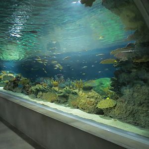 Reef Jewels - Great Barrier Reef Tunnel Exhibit