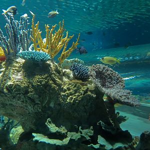 Reef Jewels - Great Barrier Reef Tunnel Exhibit