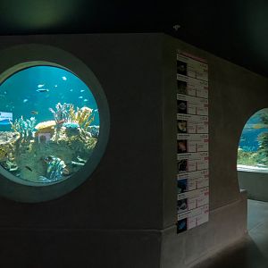Reef Jewels - Great Barrier Reef Tunnel Exhibit