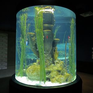 Reef Jewels - Seahorses Exhibit