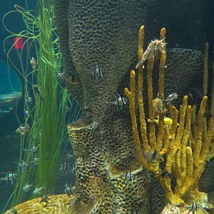 Reef Jewels - Seahorses Exhibit