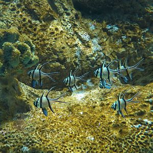 Reef Jewels - Seahorses Exhibit - Bangaii Cardinalfish