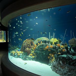 Reef Jewels - Jewels of the Caribbean Exhibit