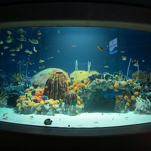 Reef Jewels - Jewels of the Caribbean Exhibit