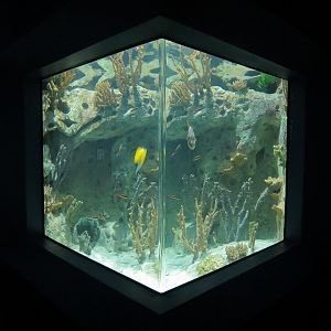 Reef Jewels - Sea of Cortez Exhibit