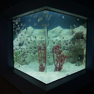 Reef Jewels - Jawfish Exhibit