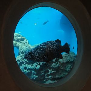 Living Sea Carousel - Open Ocean Exhibit - Queensland Grouper