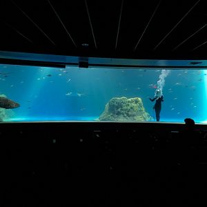 Living Sea Carousel - Open Ocean Exhibit