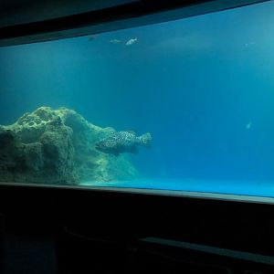 Living Sea Carousel - Open Ocean Exhibit