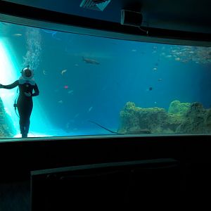 Living Sea Carousel - Open Ocean Exhibit