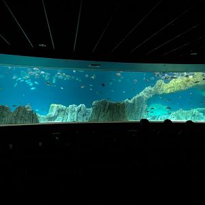 Living Sea Carousel - Sea Turtle Reef Exhibit