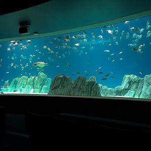 Living Sea Carousel - Sea Turtle Reef Exhibit