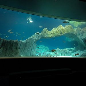 Living Sea Carousel - Sea Turtle Reef Exhibit