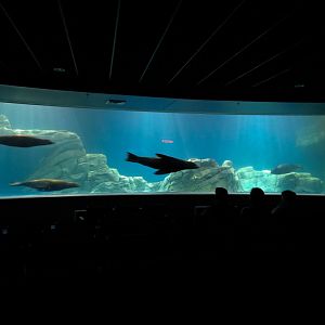 Living Sea Carousel - Sea Lion Sound Exhibit