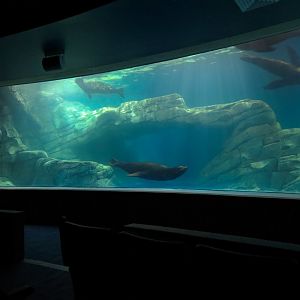 Living Sea Carousel - Sea Lion Sound Exhibit