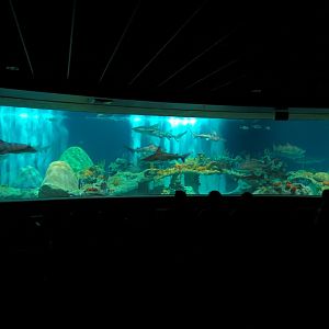 Living Sea Carousel - Shark Waters Exhibit