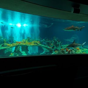 Living Sea Carousel - Shark Waters Exhibit