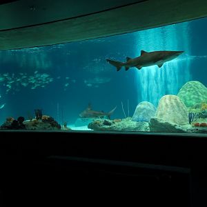 Living Sea Carousel - Shark Waters Exhibit