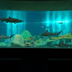 Living Sea Carousel - Shark Waters Exhibit