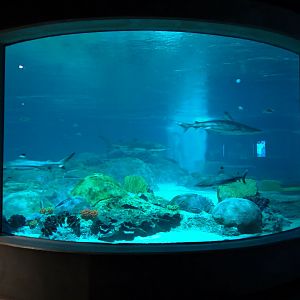 Living Sea Carousel - Shark Waters Exhibit - View After Exiting Theater