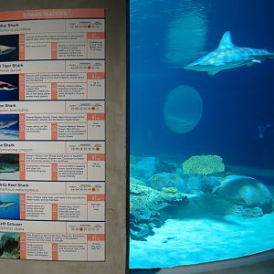 Living Sea Carousel - Shark Waters Exhibit - View After Exiting Theater