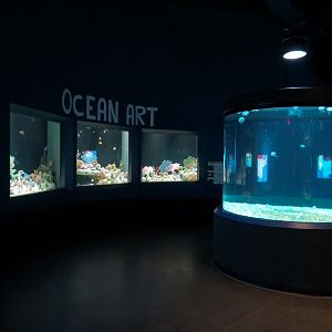 Ocean Art - Moon Jelly and Sea of Color Exhibits