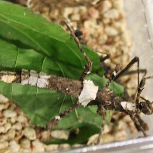 IMG_6267 Sungaya inexpectata