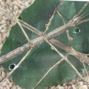 Parapachymorpha zomproi