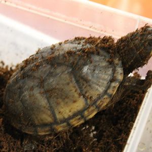 Sternotherus odoratus