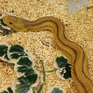 Elaphe obsoleta quadrivittata