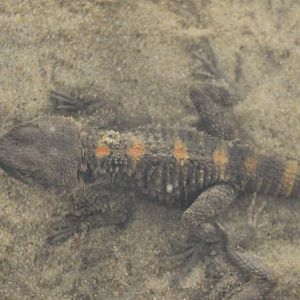 Laudakia stellio brachydactyla