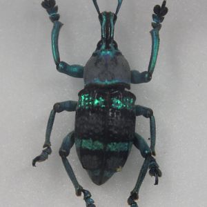 Beetle specimen