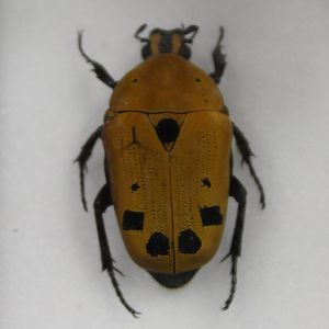 Beetle specimen